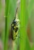 Cytisogaster picta